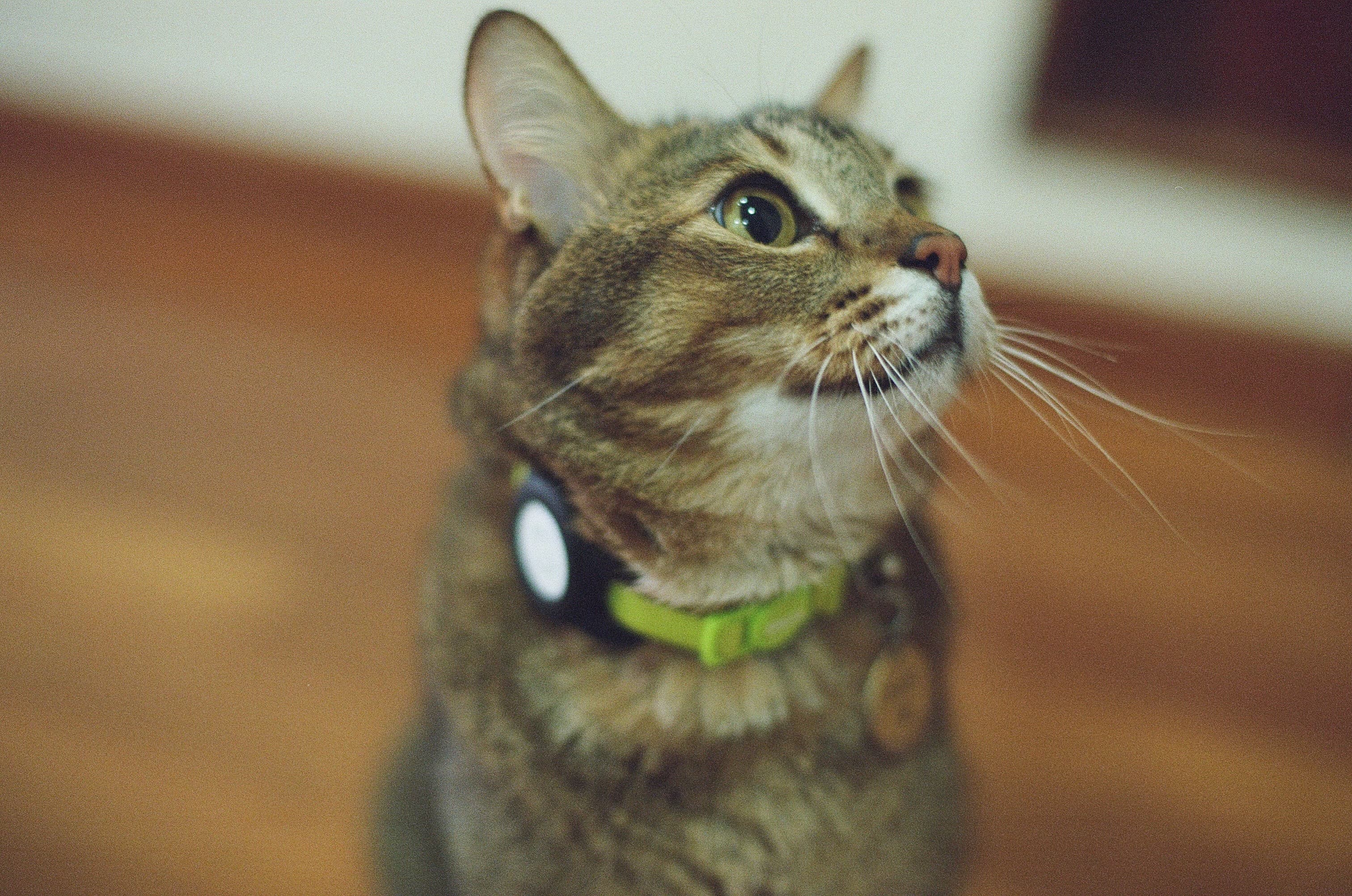 My cat looking for a job